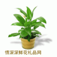 盆花植物,白鹤芋盆景