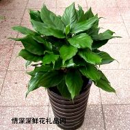 绿叶植物,竹节万年青