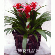 盆花植物,大凤梨