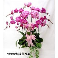 台湾鲜花,蝴蝶兰