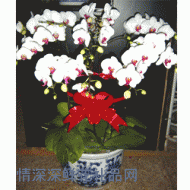 盆花植物,蝴蝶兰(白)
