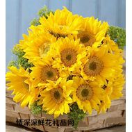 ,Sunflower