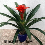 盆花植物,平头大凤梨
