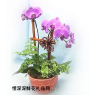 盆栽兰花,紫红蝴蝶兰