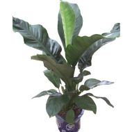 植物租赁,绿霸王